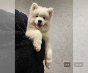 Samoyed Puppy for sale in VAN NUYS, CA, USA