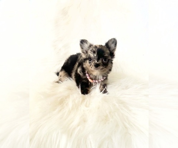Medium Photo #6 Chihuahua Puppy For Sale in SACRAMENTO, CA, USA