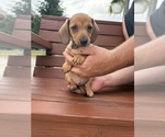 Image preview for Ad Listing. Nickname: Iris