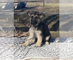 Small Photo #2 German Shepherd Dog Puppy For Sale in HOPKINSVILLE/PRINCETON, KY, NH, USA