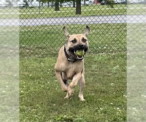 Thor - Male Boxer-Unknown Mix Dog for Adoption - Photo #5