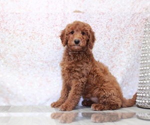 Goldendoodle (Miniature) Puppy for sale in MARIETTA, GA, USA