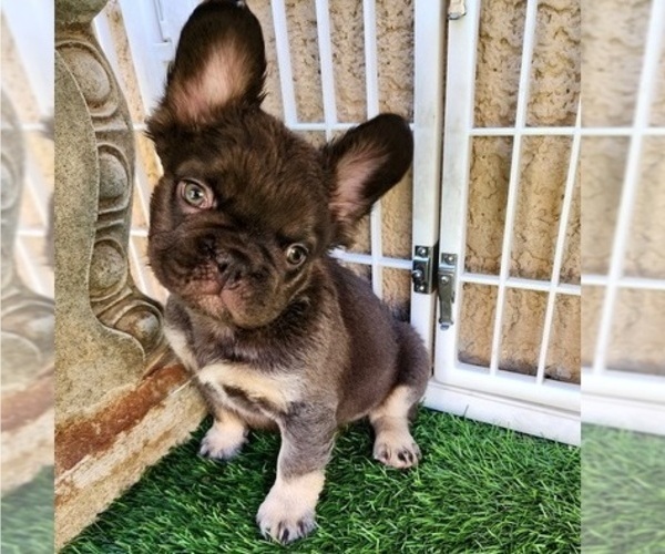 Medium Photo #13 French Bulldog Puppy For Sale in LAS VEGAS, NV, USA