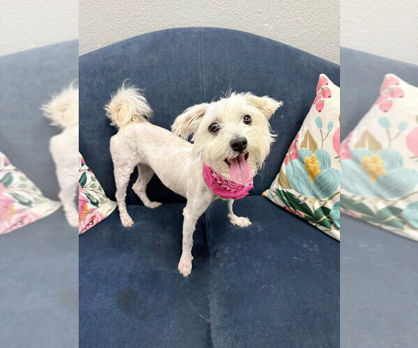 Medium Photo #3 Mutt Puppy For Sale in San Leon, TX, USA