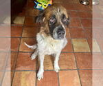 Small #1 Saint Bernard