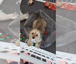 Small Photo #3 Shorkie Tzu Puppy For Sale in LAKE ZURICH, IL, USA