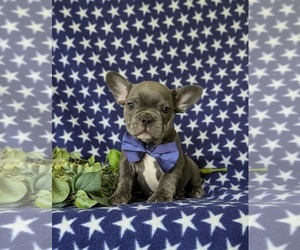French Bulldog Puppy for sale in QUARRYVILLE, PA, USA
