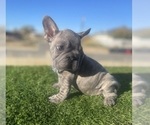 Small #9 French Bulldog