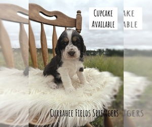 English Springer Spaniel Puppy for sale in ELK RIVER, MN, USA