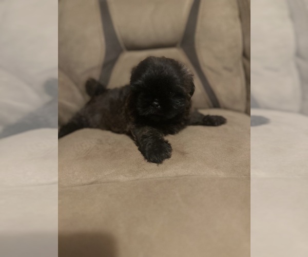 Medium Photo #1 Shih Tzu Puppy For Sale in LITHONIA, GA, USA