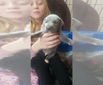 Small Photo #2 Cane Corso Puppy For Sale in GRANVILLE, NY, USA