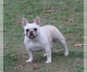 Mother of the French Bulldog puppies born on 08/15/2021