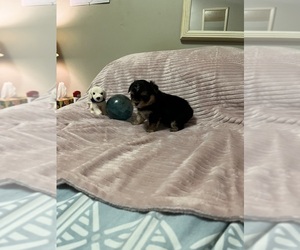 Poodle (Toy)-Yorkshire Terrier Mix Puppy for sale in BENSON, NC, USA