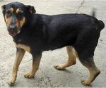 Small #2 Mutt