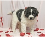 Small Photo #1 Newfoundland Puppy For Sale in FREDERICKSBURG, OH, USA