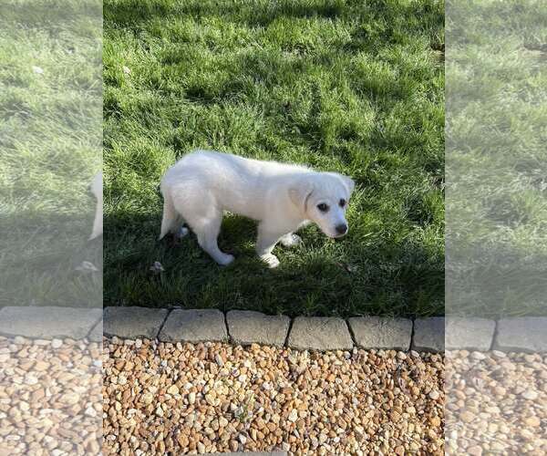 Medium Photo #3 Labrenees Puppy For Sale in Holly Springs, NC, USA