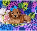 Small Photo #4 Cocker Spaniel-Poodle (Miniature) Mix Puppy For Sale in CHRISTIANA, PA, USA
