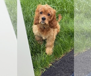 English Cocker Spaniel Puppy for Sale in HOLYOKE, Massachusetts USA