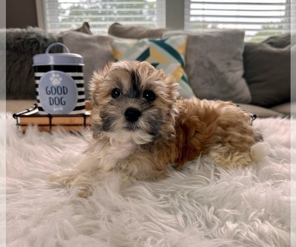 Medium Photo #5 Havanese Puppy For Sale in INDIANAPOLIS, IN, USA