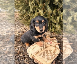 Dachshund Puppy for sale in MIDDLEBURY, IN, USA