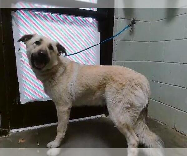 Medium Photo #1 Anatolian Shepherd-German Shepherd Dog Mix Puppy For Sale in Tulsa, OK, USA