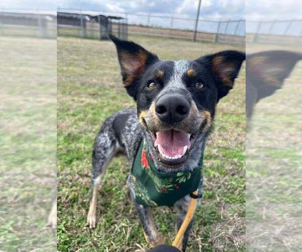 Medium Photo #4 Mutt Puppy For Sale in Abbeville, LA, USA