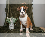 Puppy Trick Boxer