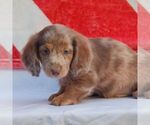 Small #1 Dachshund