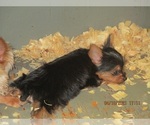 Small Photo #9 Yorkshire Terrier Puppy For Sale in CARROLLTON, GA, USA