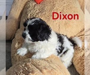Zuchon Puppy for sale in FREMONT, MI, USA