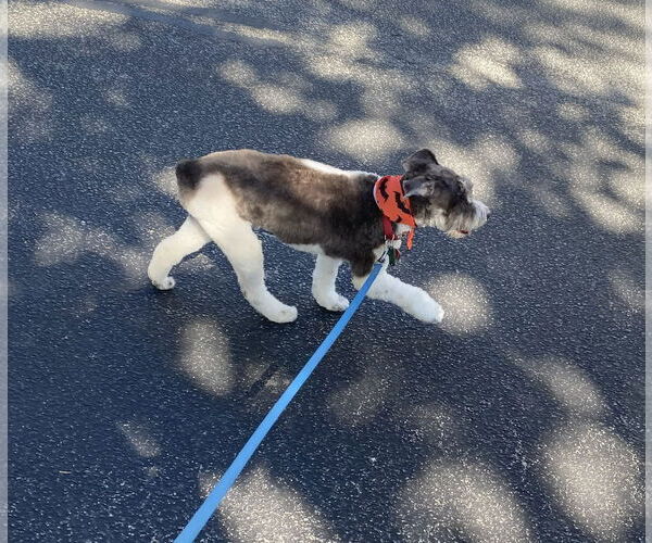 Medium Photo #4 - Mix Puppy For Sale in Lenoir, NC, USA