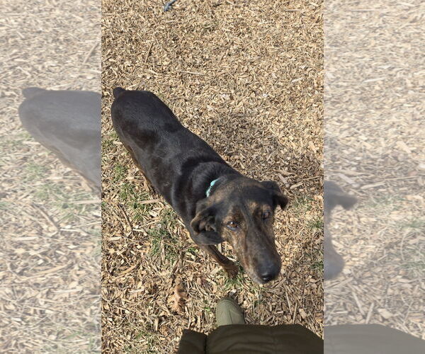 Medium Photo #4 Mutt Puppy For Sale in Rustburg, VA, USA