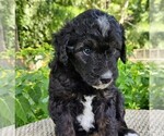 Small #4 F2 Aussiedoodle