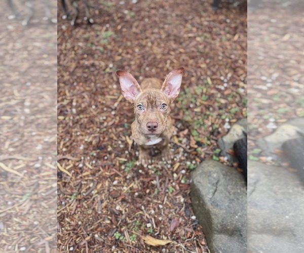 Medium Photo #4 American Staffordshire Terrier-Unknown Mix Puppy For Sale in Holly Springs, NC, USA
