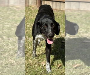 Labrador Retriever Dogs for adoption in Great Bend, KS, USA