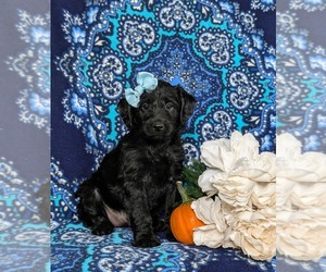 Miniature Labradoodle Puppy for sale in QUARRYVILLE, PA, USA