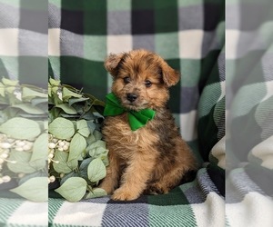 Pom-A-Poo Puppy for sale in OXFORD, PA, USA