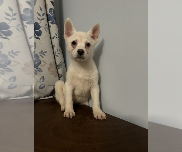 Medium Photo #22 Alaskan Klee Kai Puppy For Sale in DURHAM, CT, USA