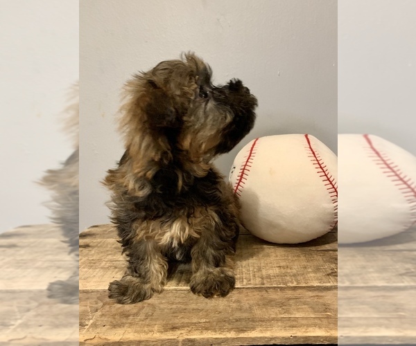 Medium Photo #5 Poovanese Puppy For Sale in KNOB NOSTER, MO, USA