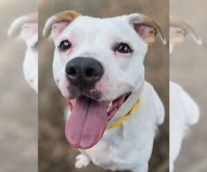 American Pit Bull Terrier-Unknown Mix Dogs for adoption in Hillsboro, NH, USA