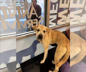 Labrador Retriever-Unknown Mix Dogs for adoption in Louisville, KY, USA