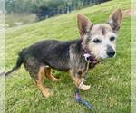Small #1 Mutt