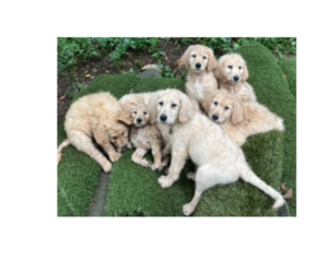 Goldendoodle Puppy for sale in NAPA, CA, USA