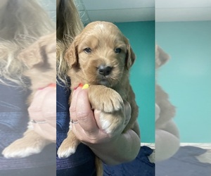 Goldendoodle Puppy for sale in NEWTON, NC, USA