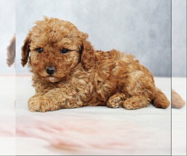 Medium Photo #2 Poodle (Toy) Puppy For Sale in COATESVILLE, PA, USA