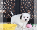 Small #2 Zuchon