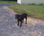 Small Photo #2 Labrador Retriever Puppy For Sale in PORT BYRON, NY, USA