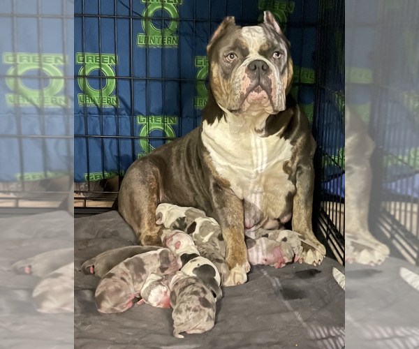Medium Photo #1 American Bully Puppy For Sale in INGLESIDE, TX, USA