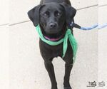 Small #1 Labrador Retriever Mix