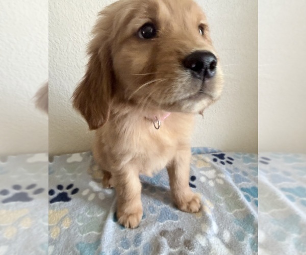 Medium Photo #3 Golden Retriever Puppy For Sale in PORTALES, NM, USA